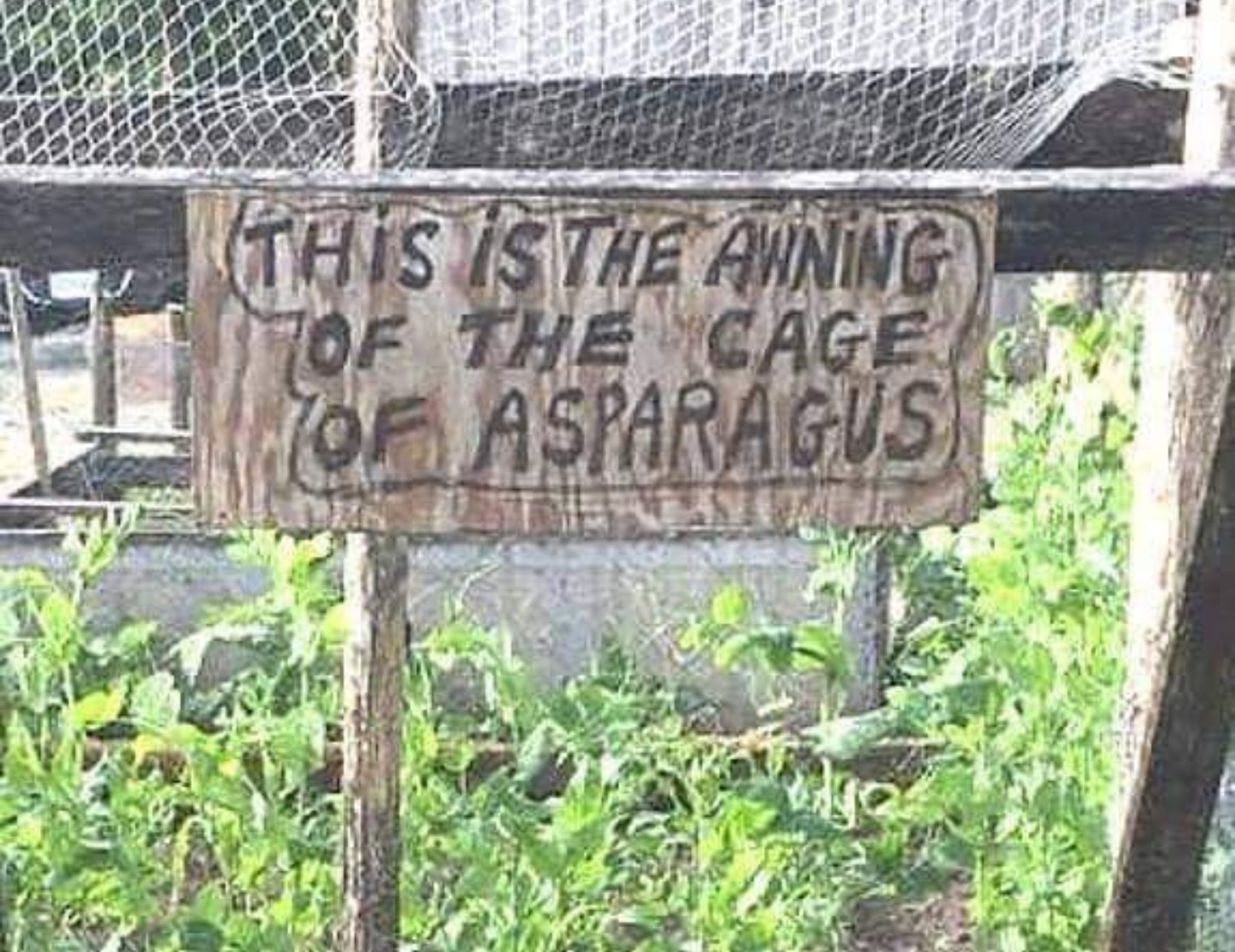 The meme is a humorous image of a sign that reads "This is the awning of the cage of asparagus". The sign is likely attached to a garden or a greenhouse, and the phrase is a play on words, implying that the asparagus is being protected from the sun or other environmental factors, but is actually a joke about the absurdity of a "cage" for a vegetable.